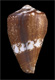 Click to see a larger version of this image (Conus delanoyi  Trovao, 1979 Primary Type Image)