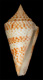 Click to see a larger version of this image (Conus delessertii  Récluz, 1843 Primary Type Image)