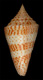 Click to see a larger version of this image (Conus delessertii  Récluz, 1843 Primary Type Image)