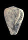 Click to see a larger version of this image (Conus demissus  Philippi, 1836 Primary Type Image)