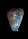 Click to see a larger version of this image (Conus demissus  Philippi, 1836 Primary Type Image)