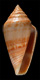 Click to see a larger version of this image (Conus desidiosus  A. Adams, 1854 Primary Type Image)