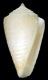 Click to see a larger version of this image (Conus (Magelliconus) deynzerorum  Petuch, 1995 Primary Type Image)