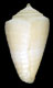 Click to see a larger version of this image (Conus (Magelliconus) deynzerorum  Petuch, 1995 Primary Type Image)