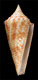 Click to see a larger version of this image (Conus (Leptoconus) dictator  Melvill, 1898 Primary Type Image)