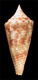 Click to see a larger version of this image (Conus (Leptoconus) dictator  Melvill, 1898 Primary Type Image)