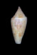 Click to see a larger version of this image (Conus dilectus  Gould, 1850 Primary Type Image)