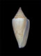 Click to see a larger version of this image (Conus dilectus  Gould, 1850 Primary Type Image)