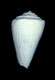 Click to see a larger version of this image (Conus diversiformis  Deshayes, 1835 Primary Type Image)