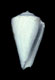 Click to see a larger version of this image (Conus diversiformis  Deshayes, 1835 Primary Type Image)