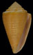 Click to see a larger version of this image (Conus (Purpuriconus) donnae  Petuch, 1998 Primary Type Image)