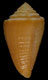 Click to see a larger version of this image (Conus (Purpuriconus) donnae  Petuch, 1998 Primary Type Image)