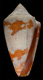 Click to see a larger version of this image (Conus duffyi  Petuch, 1992 Primary Type Image)