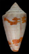 Click to see a larger version of this image (Conus duffyi  Petuch, 1992 Primary Type Image)