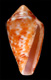 Click to see a larger version of this image (Conus duvali  Bernardi, 1862 Primary Type Image)