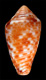 Click to see a larger version of this image (Conus duvali  Bernardi, 1862 Primary Type Image)