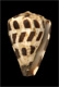 Click to see a larger version of this image (Conus ebraeus  Linnaeus, 1758 Primary Type Image)