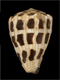 Click to see a larger version of this image (Conus ebraeus  Linnaeus, 1758 Primary Type Image)