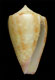 Click to see a larger version of this image (Conus edaphus  Dall, 1910 Primary Type Image)