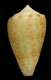 Click to see a larger version of this image (Conus edaphus  Dall, 1910 Primary Type Image)