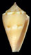 Click to see a larger version of this image (Conus (Purpuriconus) edwardpauli  Petuch, 1998 Primary Type Image)