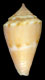 Click to see a larger version of this image (Conus (Purpuriconus) edwardpauli  Petuch, 1998 Primary Type Image)