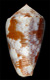 Click to see a larger version of this image (Conus nigropunctatus elatensis  Wils, 1971 Primary Type Image)