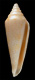 Click to see a larger version of this image (Conus elegans  Sowerby iii, 1895 Primary Type Image)