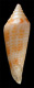 Click to see a larger version of this image (Conus elegans  Sowerby iii, 1895 Primary Type Image)