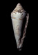 Click to see a larger version of this image (Conus elongatus  Borson, 1820 Primary Type Image)