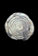 Click to see a larger version of this image (Conus elongatus  Borson, 1820 Primary Type Image)