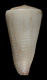 Click to see a larger version of this image (Conus emaciatus  Reeve, 1849 Primary Type Image)