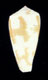 Click to see a larger version of this image (Conus epistomioides  Weinkauff, 1875 Primary Type Image)