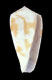 Click to see a larger version of this image (Conus epistomioides  Weinkauff, 1875 Primary Type Image)