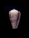 Click to see a larger version of this image (Conus ermineus  Born, 1778 Primary Type Image)