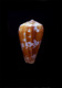 Click to see a larger version of this image (Conus ermineus  Born, 1778 Primary Type Image)