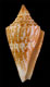 Click to see a larger version of this image (Conus ernesti  Petuch, 1990 Primary Type Image)