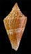 Click to see a larger version of this image (Conus ernesti  Petuch, 1990 Primary Type Image)