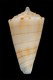 Click to see a larger version of this image (Conus estivali  Röckel, Richard & Moolenbeek, 1995 Primary Type Image)