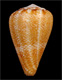 Click to see a larger version of this image (Conus evorai  Monteiro, Fernandes & Rolán, 1995 Primary Type Image)