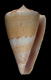 Click to see a larger version of this image (Conus excavatus  Sowerby ii, 1866 Primary Type Image)