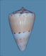 Click to see a larger version of this image (Conus excavatus  Sowerby ii, 1866 Primary Type Image)