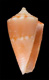 Click to see a larger version of this image (Conus flammeacolor  Petuch, 1992 Primary Type Image)
