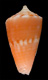 Click to see a larger version of this image (Conus flammeacolor  Petuch, 1992 Primary Type Image)