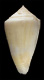 Click to see a larger version of this image (Conus flavescens  Sowerby i, 1834 Primary Type Image)