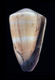 Click to see a larger version of this image