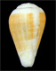 Click to see a larger version of this image (Conus flavusalbus  Röckel & Rolán, 2000 Primary Type Image)