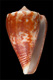 Click to see a larger version of this image