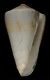 Click to see a larger version of this image (Conus fulvocinctus  Crosse, 1872 Primary Type Image)