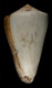 Click to see a larger version of this image (Conus fulvocinctus  Crosse, 1872 Primary Type Image)